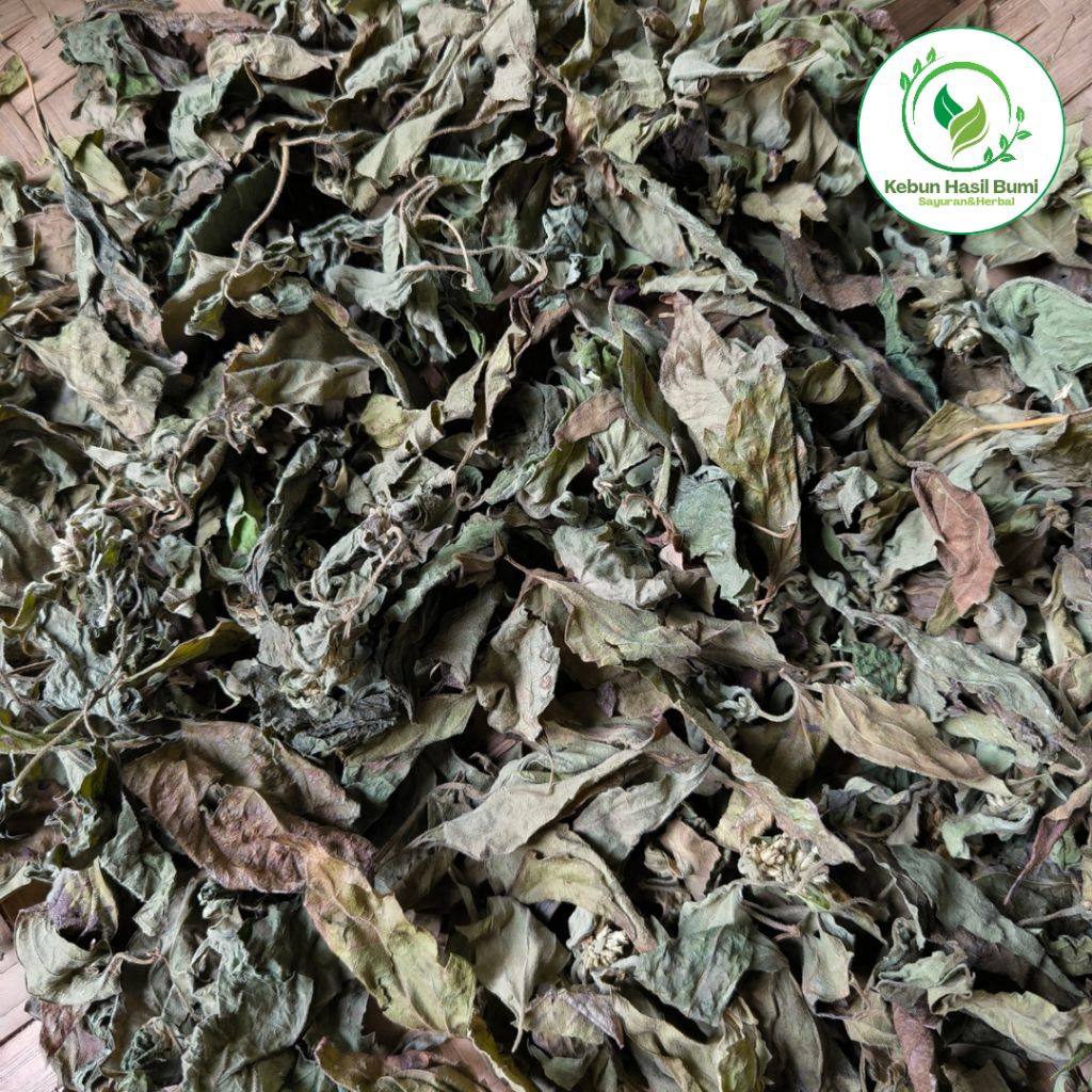 

Daun Balakacida Kering / Kirinyuh – Herbal Luka– Obat Alami Tradisional