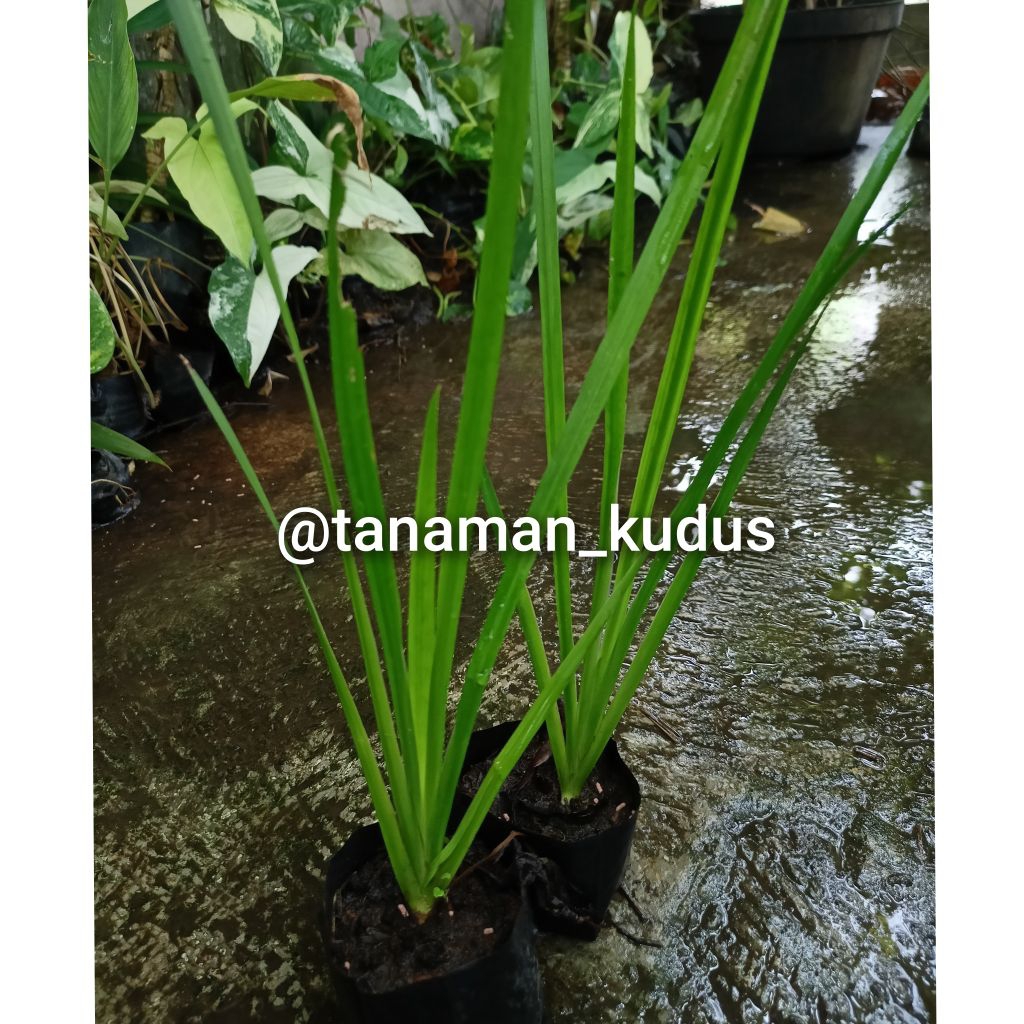 TANAMAN DLINGO ( tanaman herbal)