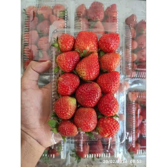 

BUAH STRAWBERRY FRESH/SEGAR DALAM KEMASAN MIKA