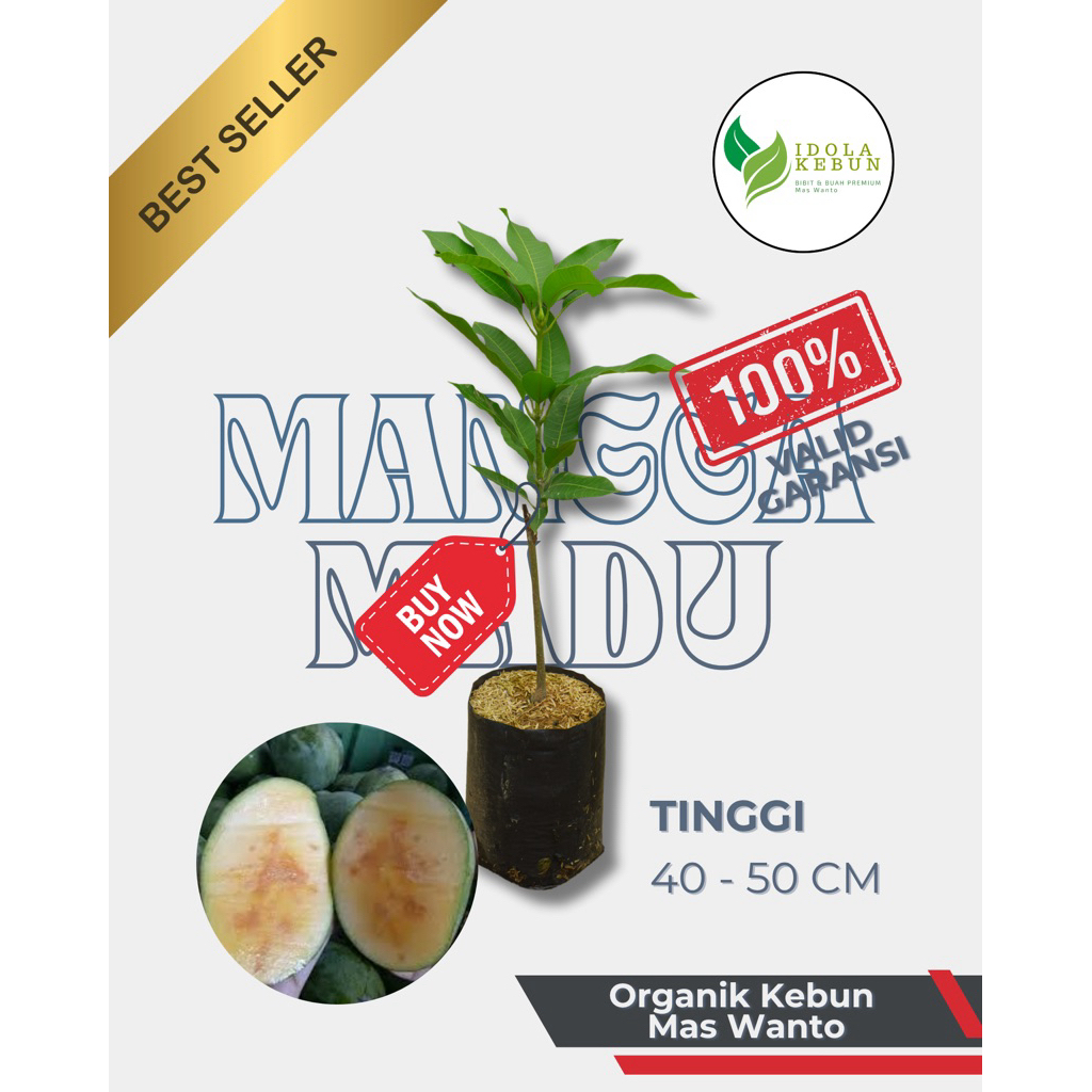 BIBIT MANGGA VARIETAS MADU-BIBIT BUAH MANGGA MADU-BIBIT MANGGA MADU-BIBIT MANGGA MADU SUPER UNGGUL