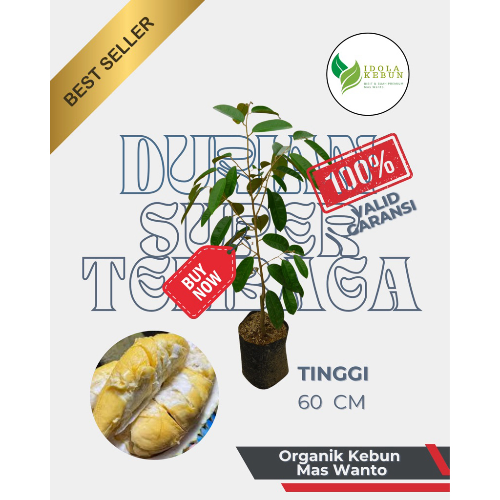 BIBIT DURIAN VARIETAS SUPER TEMBAGA HASIL OKULASI-BIBIT DURIAN SUPER TEMBAGA-DURIAN SUPER TEMBAGA