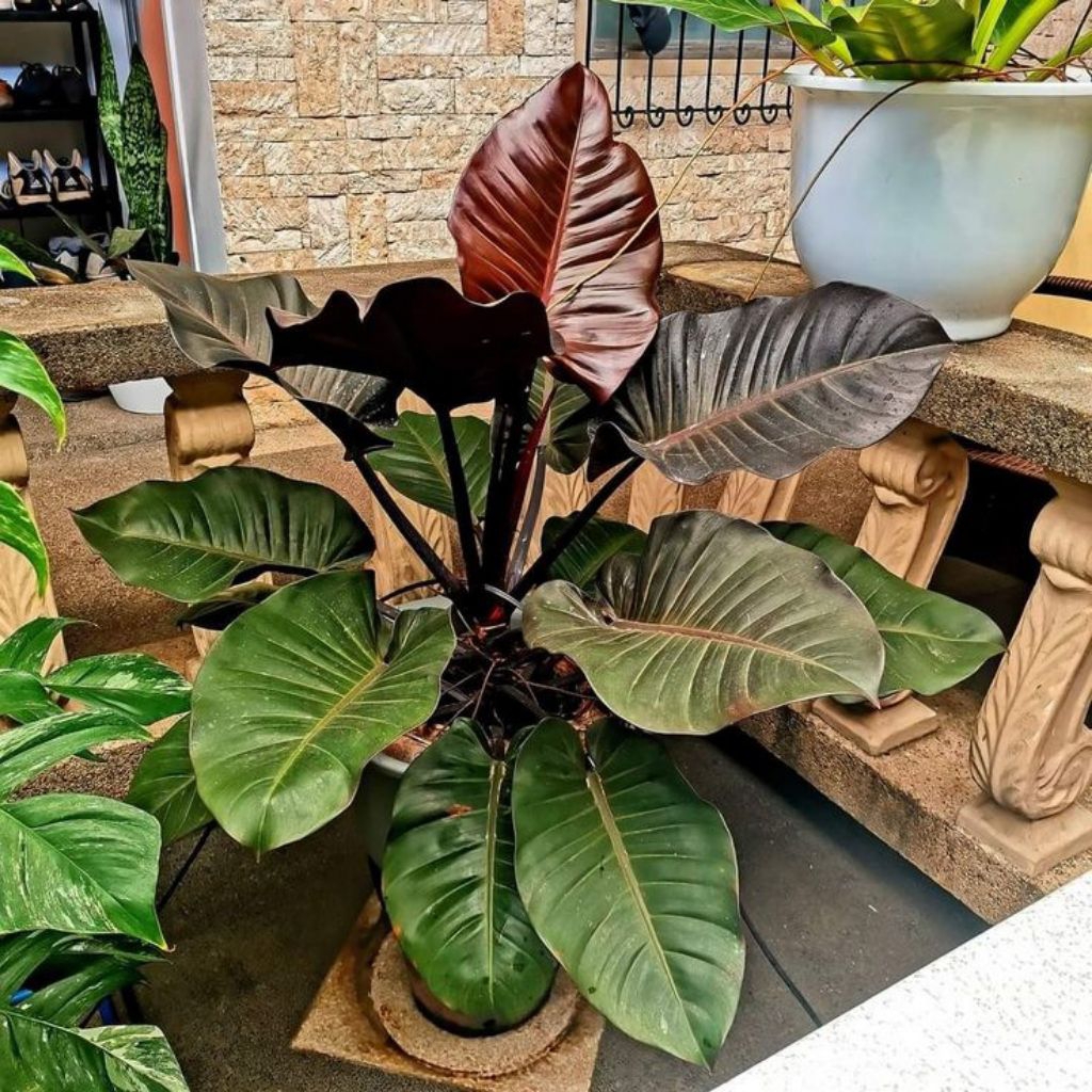philodendron black cardinal