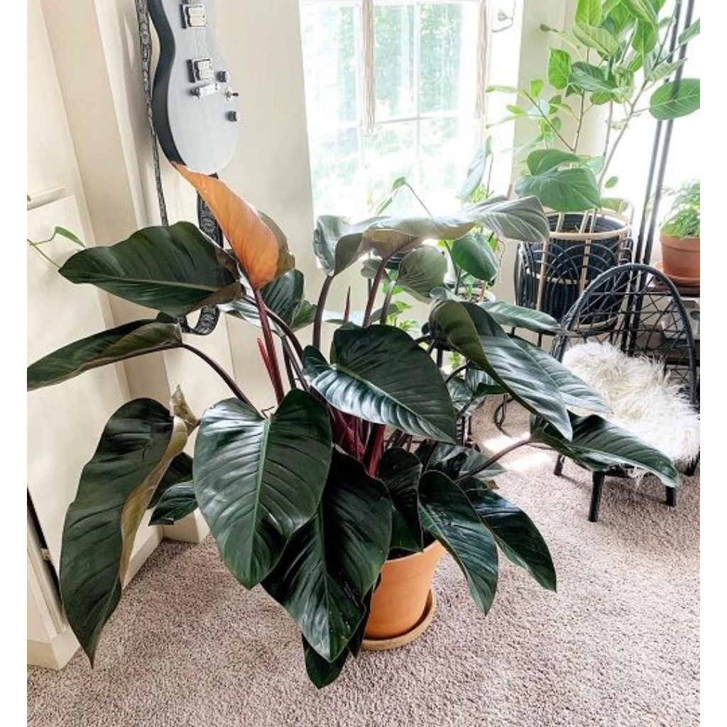 philodendron red congo