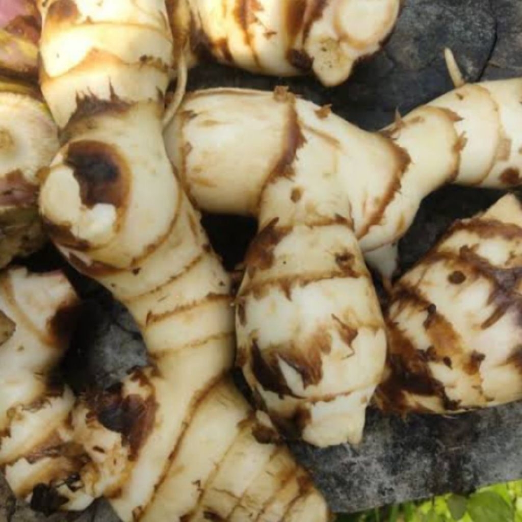 

Umbi Ganyong 1 Kilogram