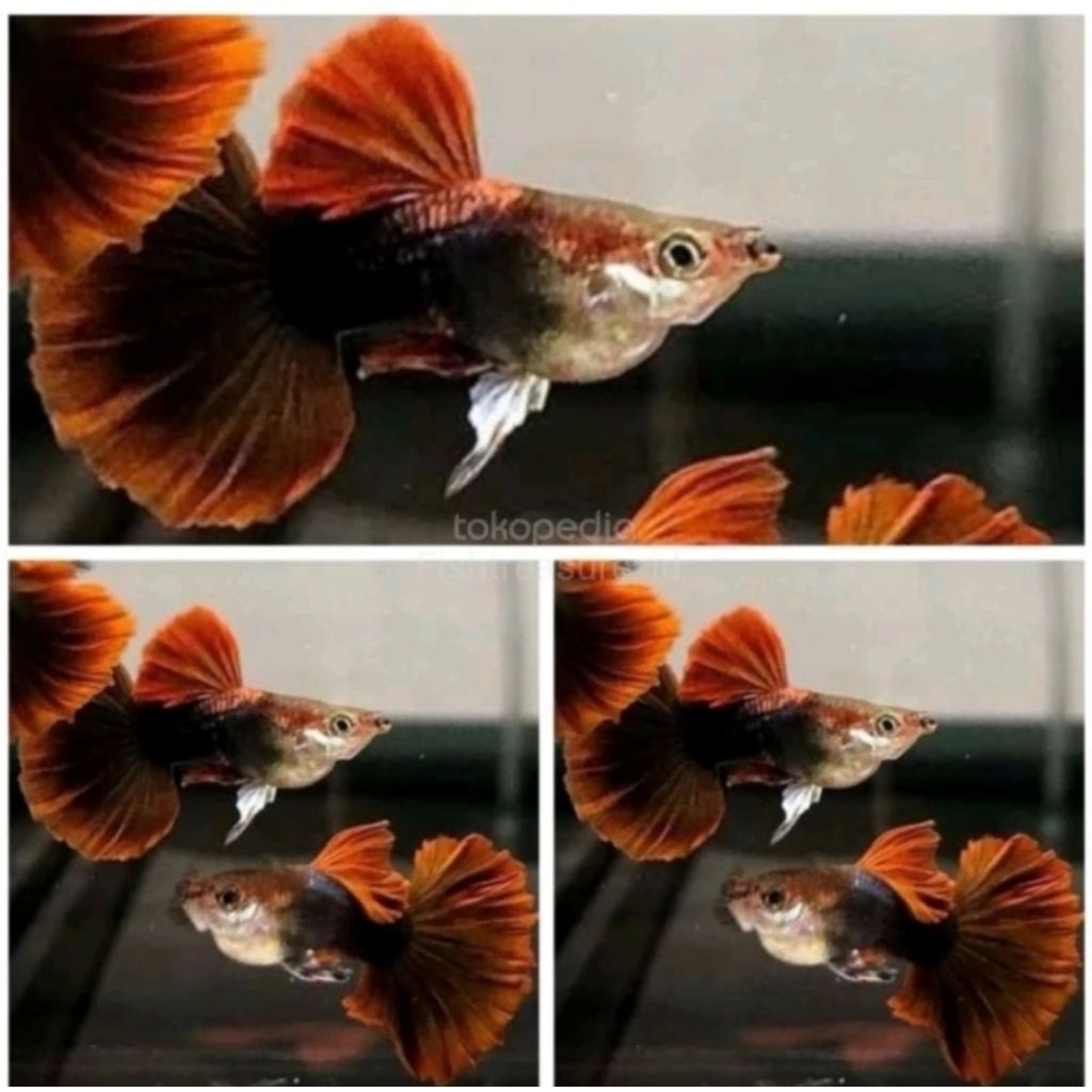 Aquascape Hb Rose Tail