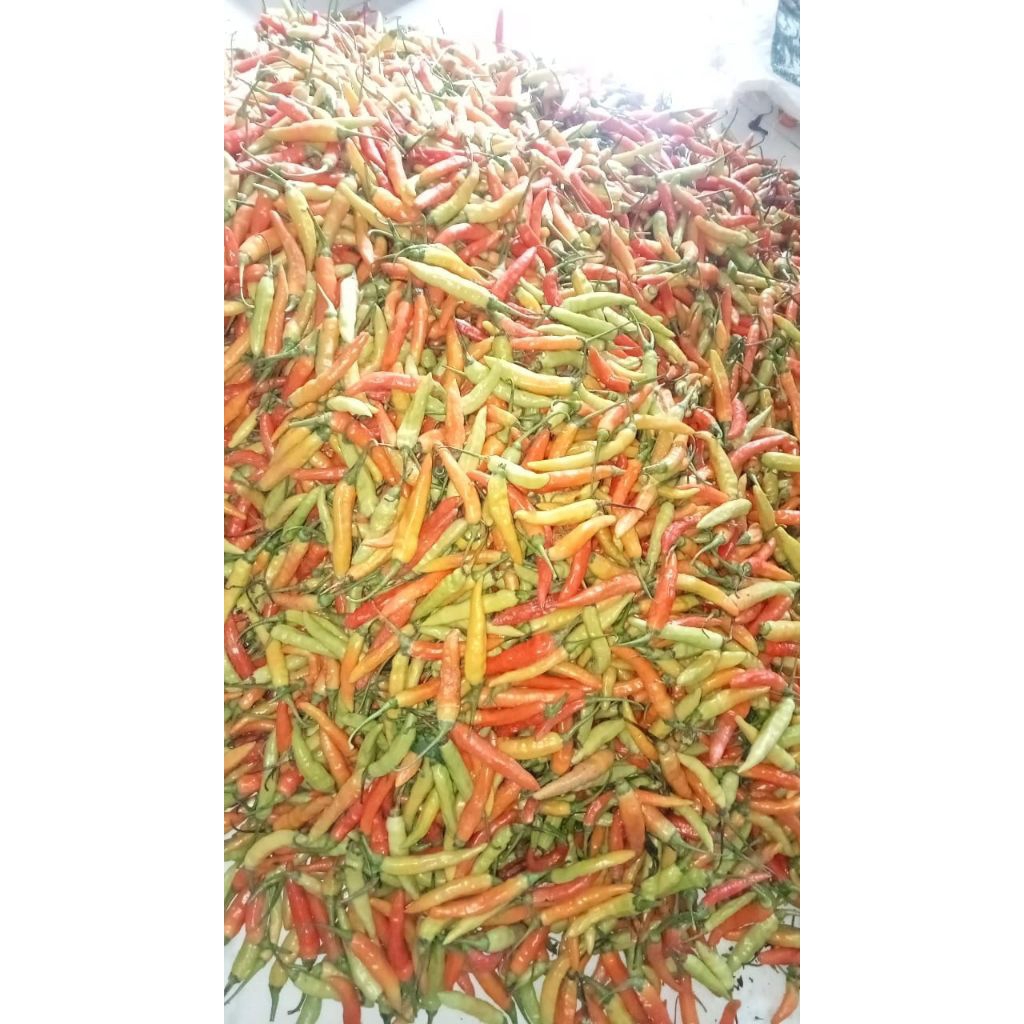 

CABE RAWIT MERAH SUPER SEGAR 500gr/1kg