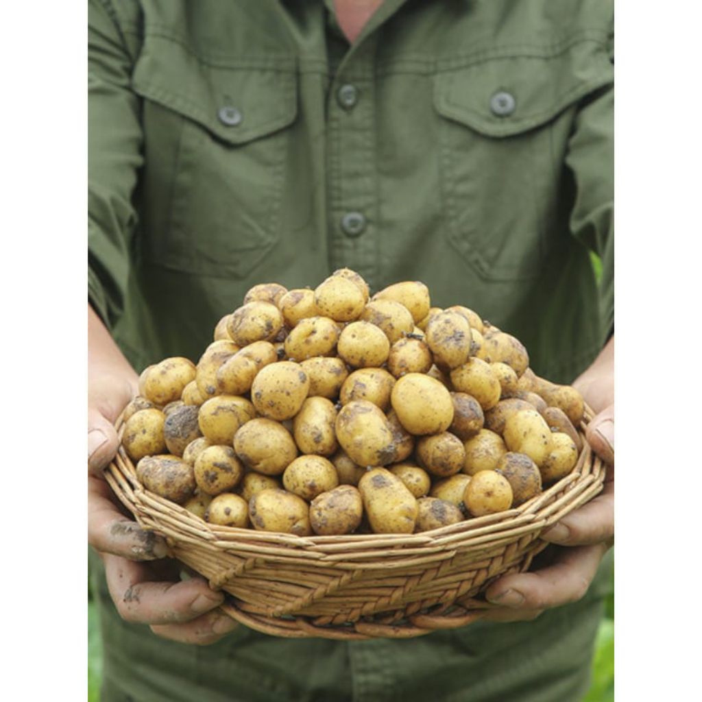 

kentang dieng ukuran mini 1 kg | isi lebih banyak | potato rendang