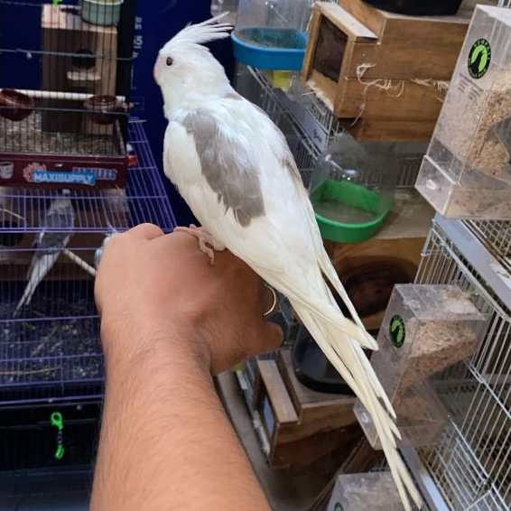 ParrotBoys - Burung Falk White Face WF Heavy Pied Simetris Jantan Belajar Siul Jinak