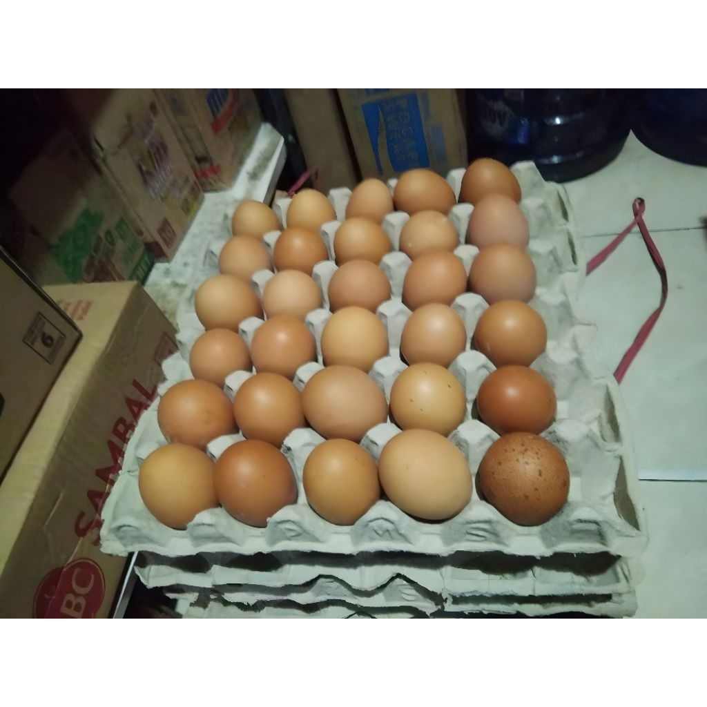 

Telur Ayam Negri berkualitas dan segar