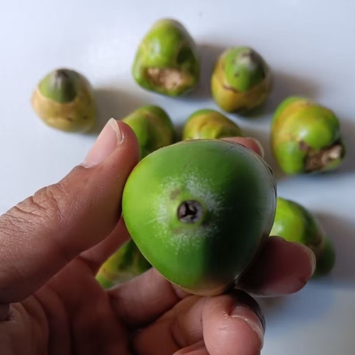 

tembuluk | bluluk | pentil kelapa | buruluk kalapa hijau fresh