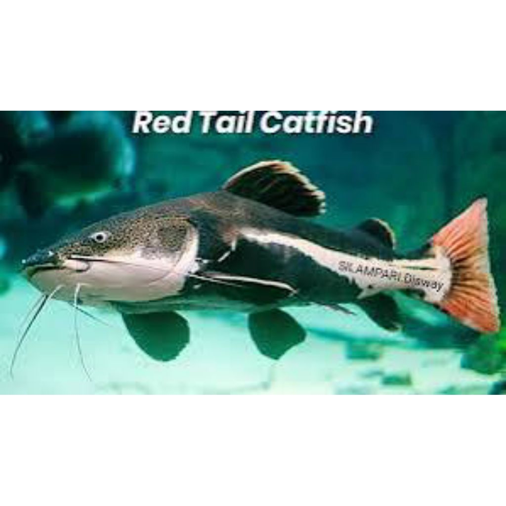 rtc ( red tail catfish)