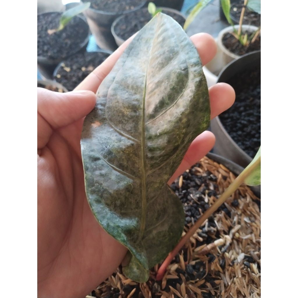 anthurium hokeri varigata polkadot pergol 2 tunas