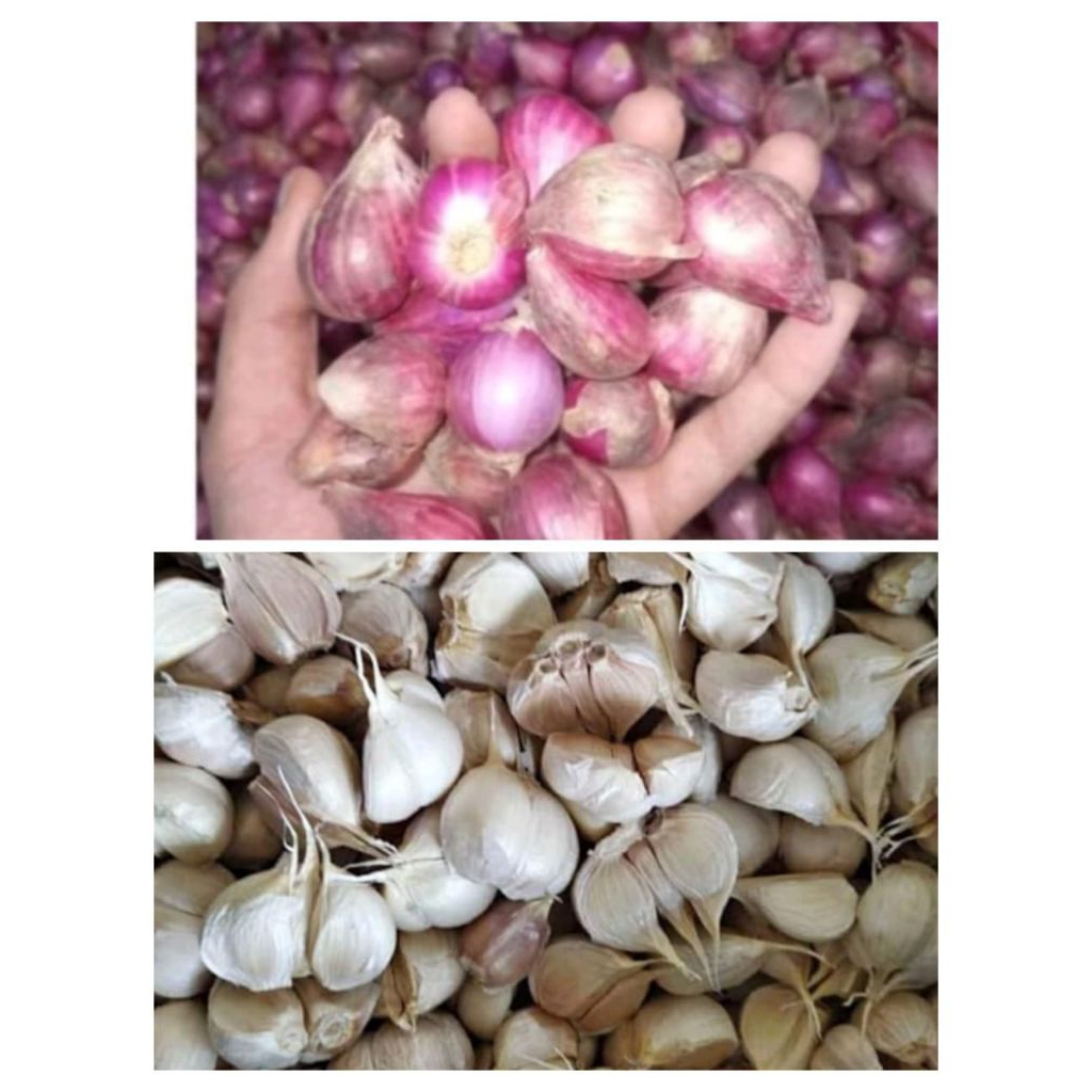 

SEPAKET BAWANG MERAH&BAWANG PUTIH KATING 250g