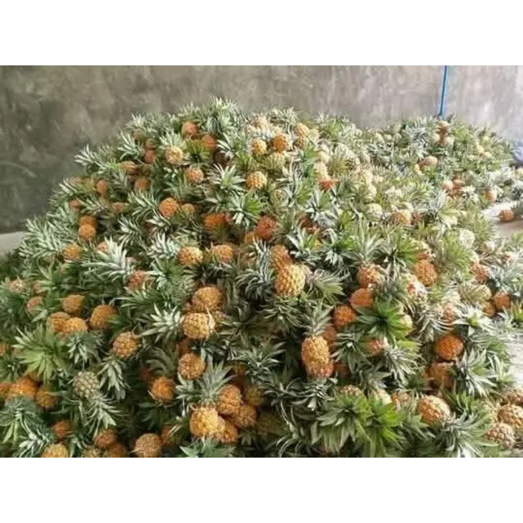 

nanas madu belik pemalang