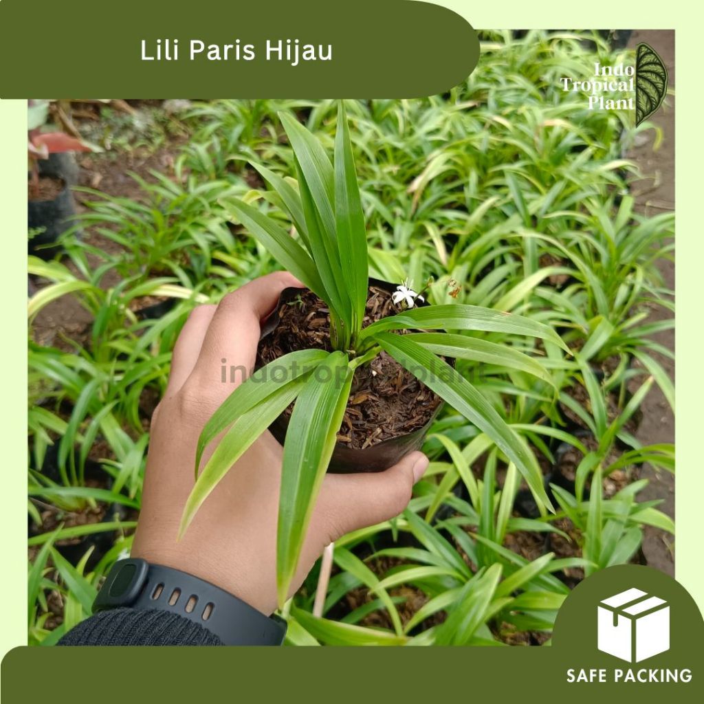 Tanaman Hias Lili Paris Hijau / Hiasan Taman