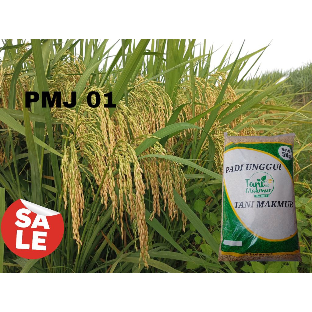 BENIH PADI VIRAL PMJ 01