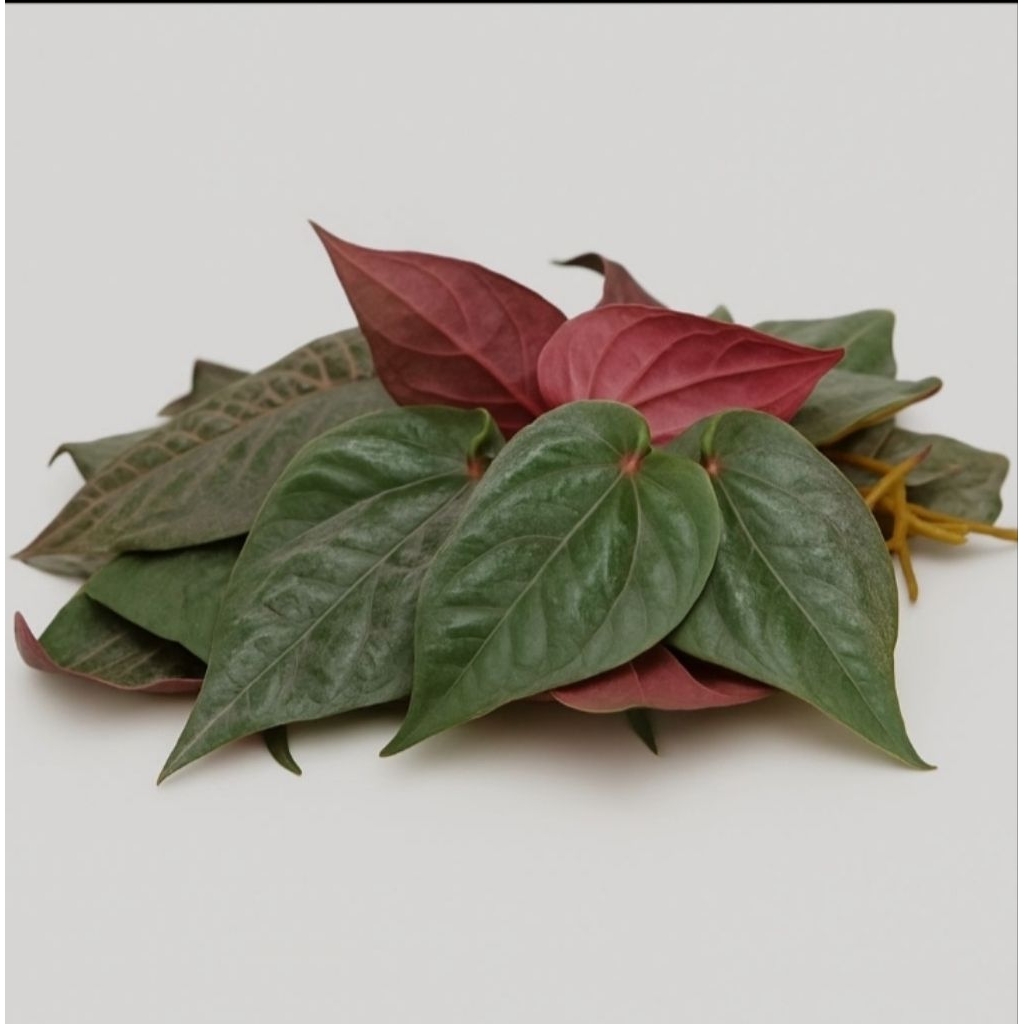 

DAUN SIRIH MERAH/DAUN HERBAL/SIRIH MERAH/DAUN SEREUH 1LEMBAR