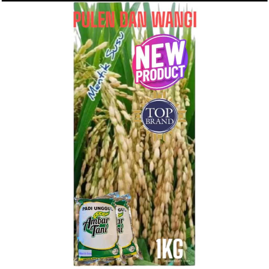 BENIH BIBIT PADI MENTIK SUSU KUALITAS PREMIUM