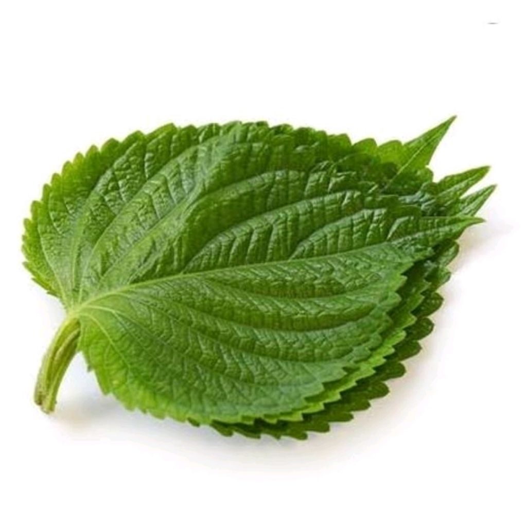 30 Biji Benih Shiso / Perilla Green (Korean Beef Steak Leaf) Perilla Frutescens - IMPORT