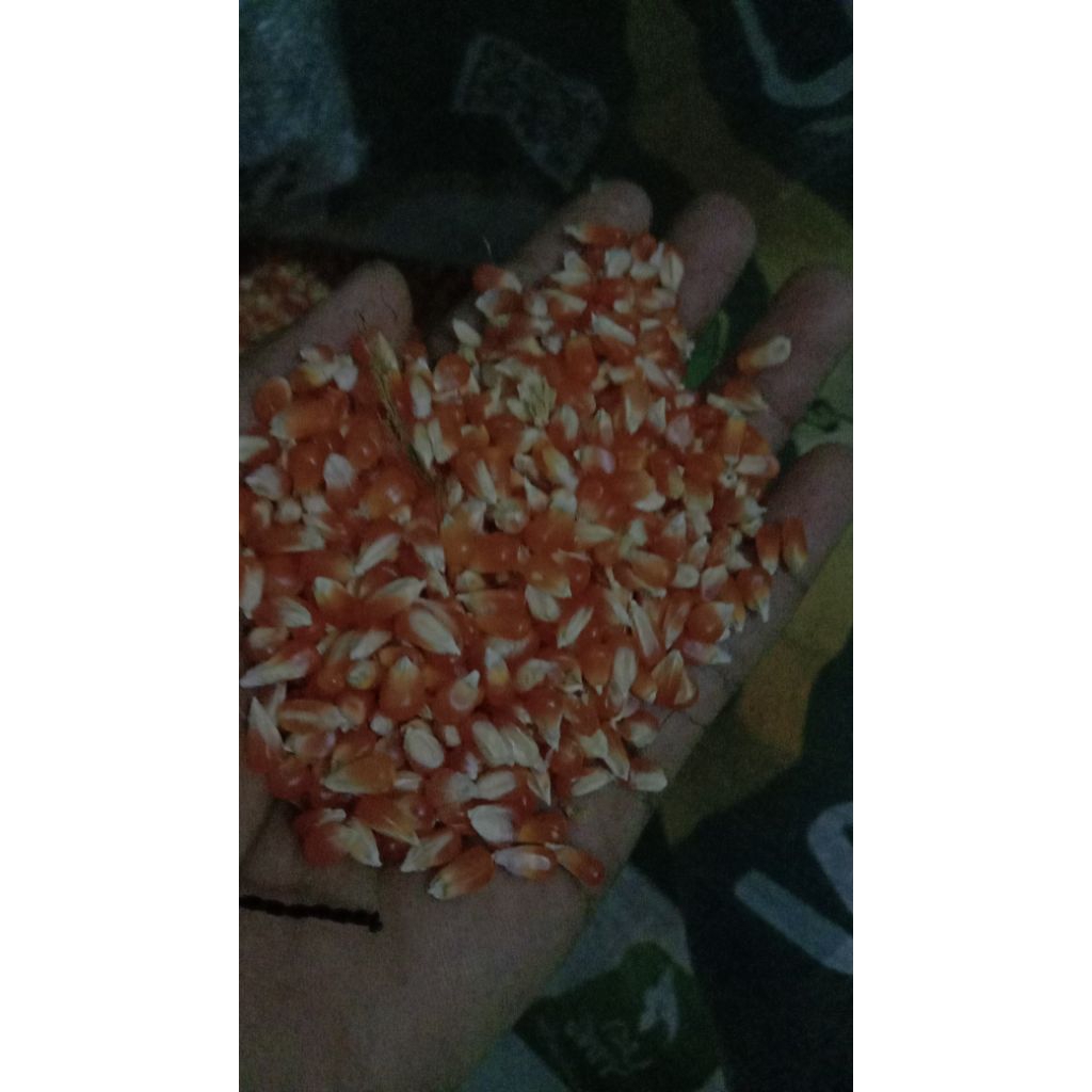 Jagung kristal merpati