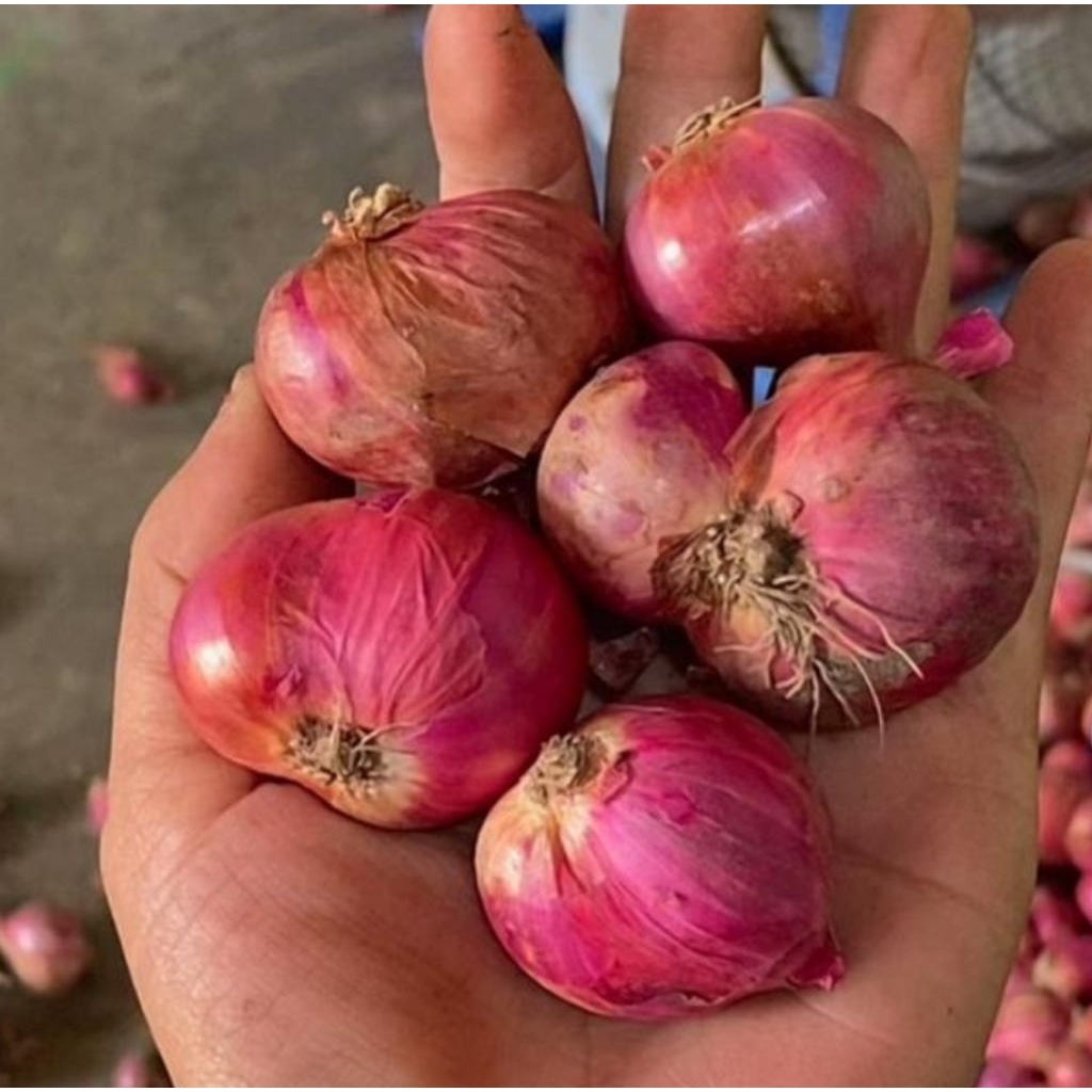 

Bawang Merah Lokal 250gr Super Jumbo Campur Garing Sring