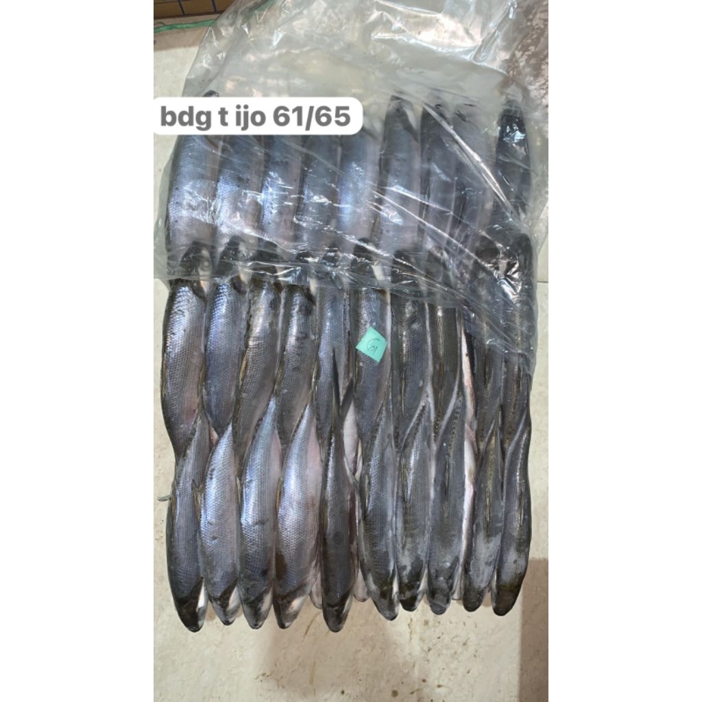 

IKAN BANDENG T-IJO6165