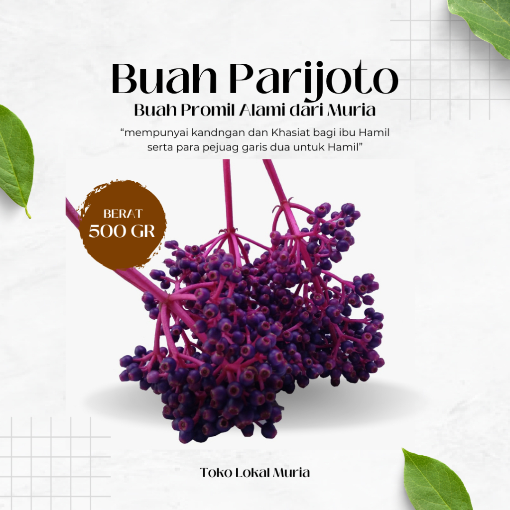

Parijoto Asli dari Lereng Muria 500gr – Herbal Kesuburan & Kesehatan | Fresh & Alami
