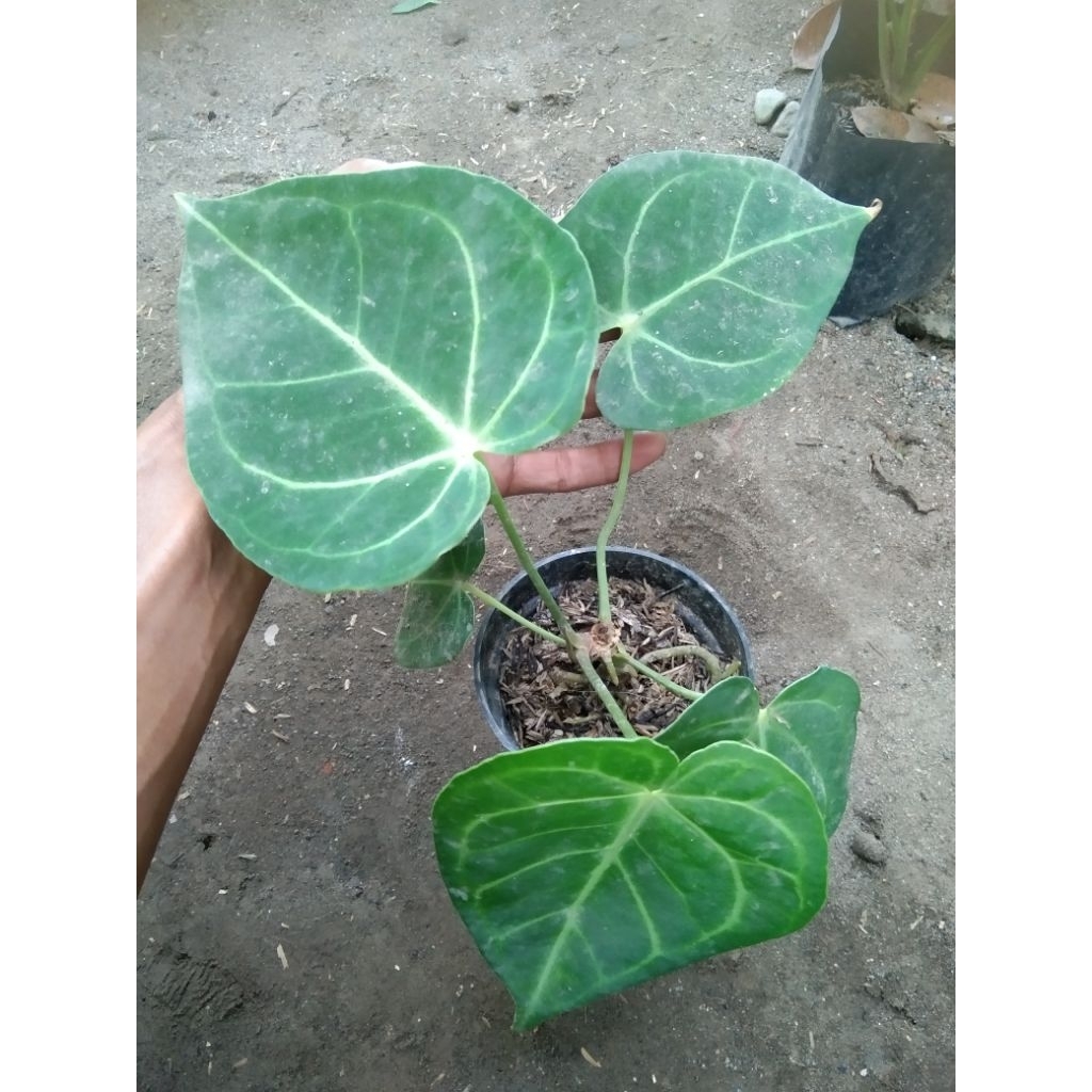 Kuping Gajah Clarinervium