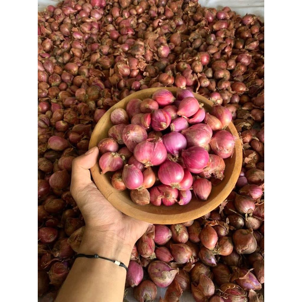 

Bawang Merah|Brambang Bima Besar Kering