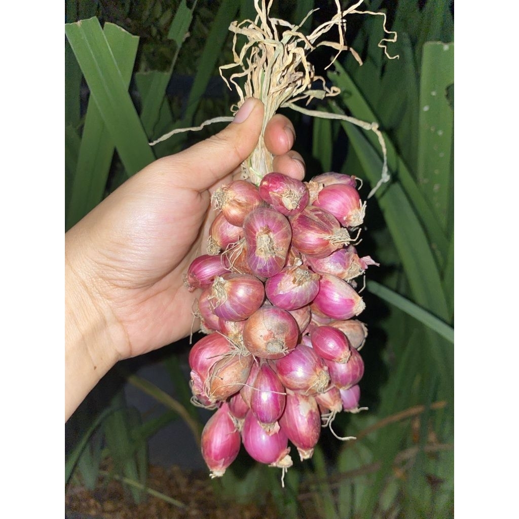 

(250gr) Bawang merah probolinggo untingan (BC)