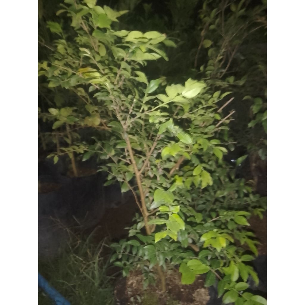 

anggur pohon jenis sabara