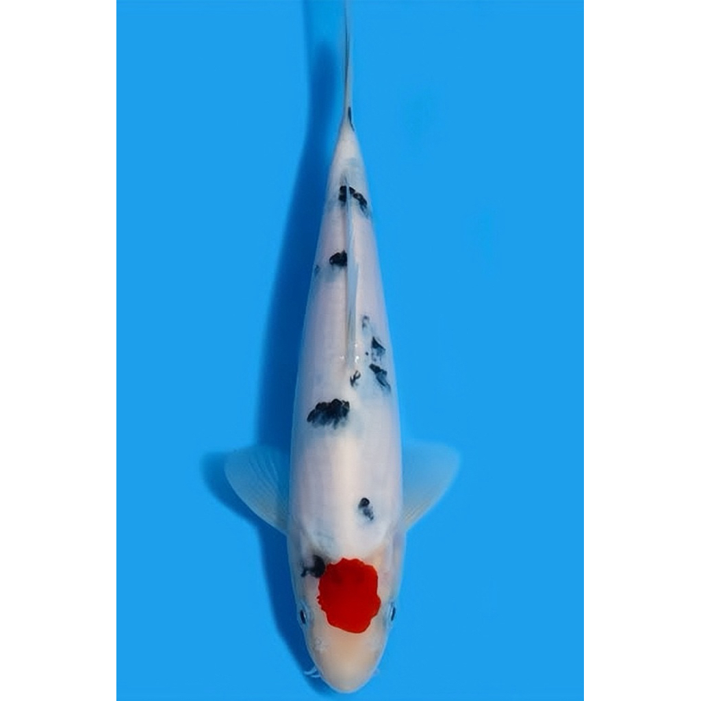 Koi Blitar - Koi Tancho Sanke size 25-30cm