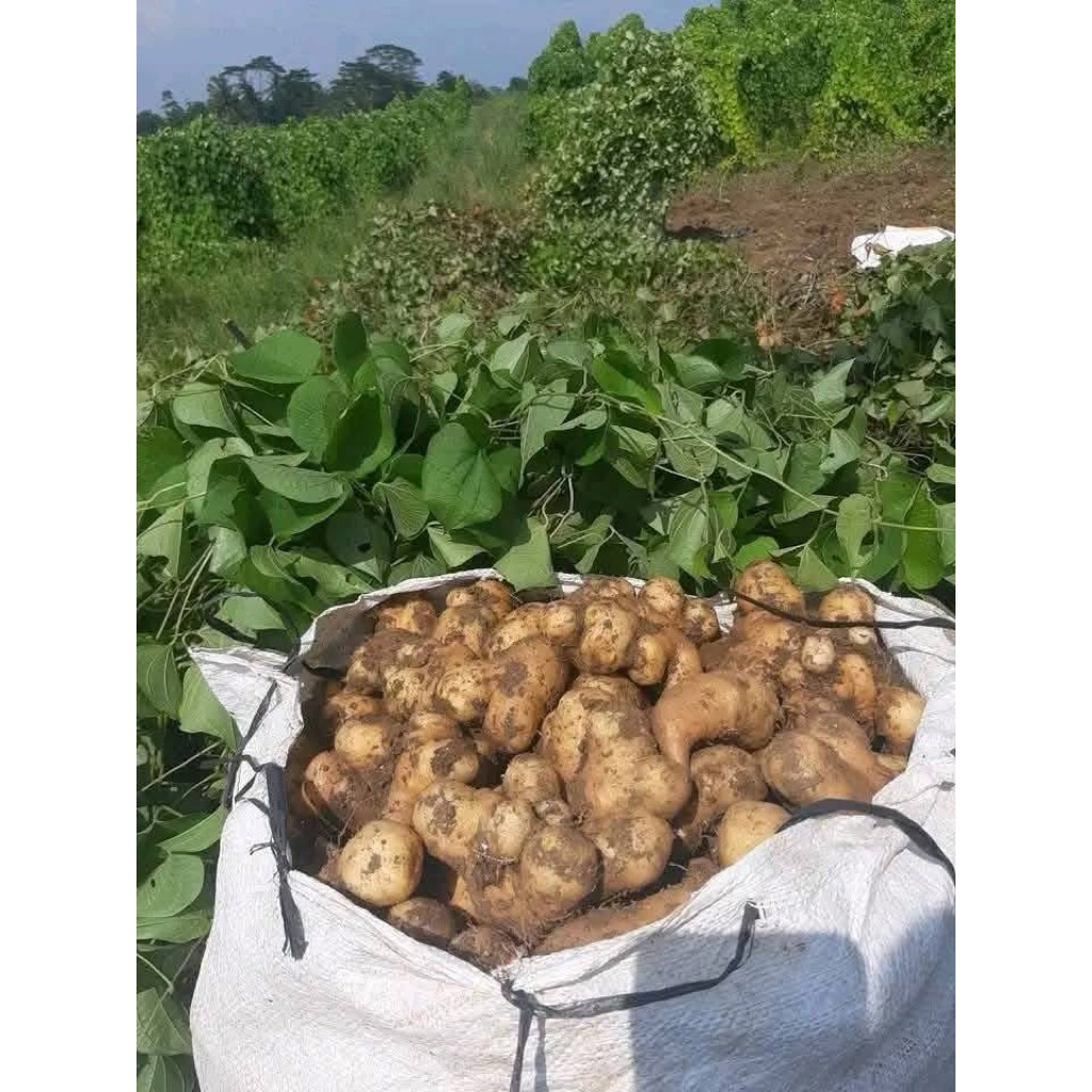 

Umbi Gembili Mentah 1Kg - Siap Rebus