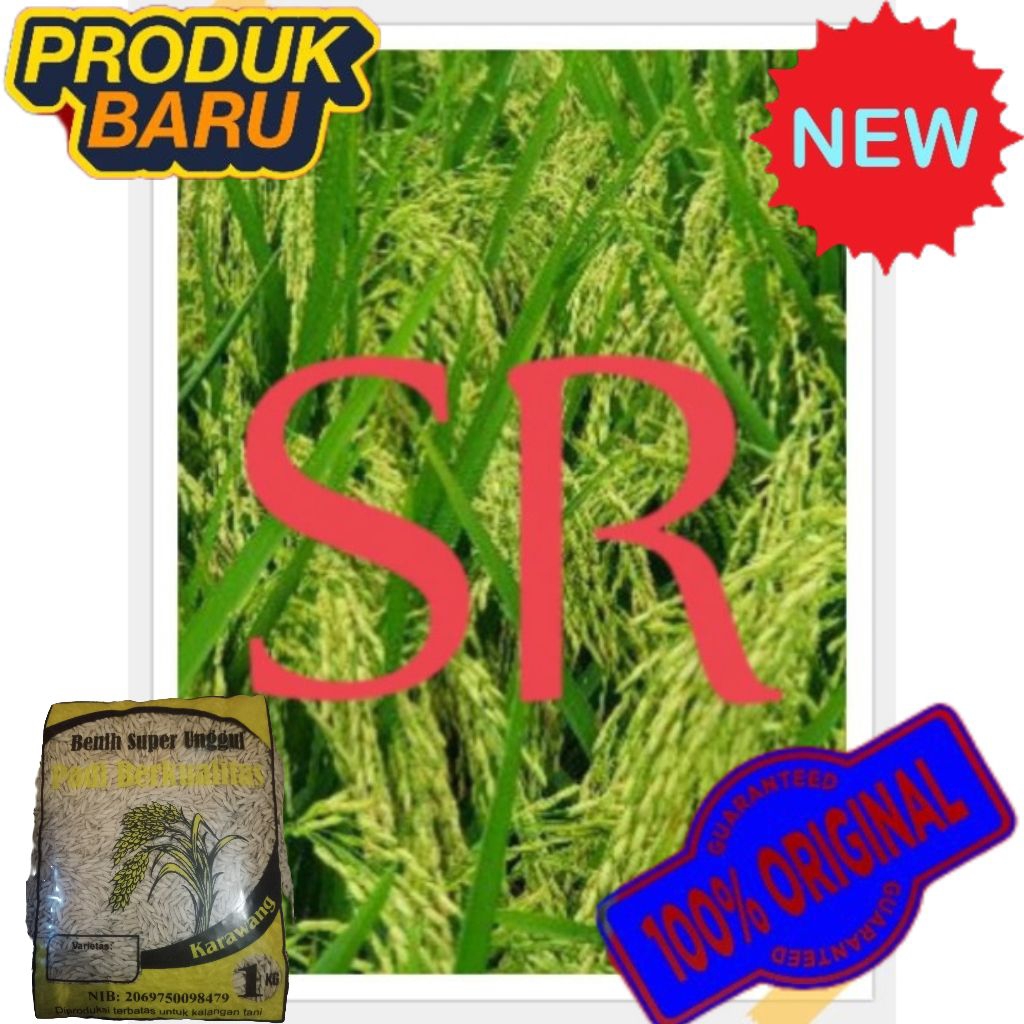 BIBIT/BENIH PADI SR SRI REJEKI GENJAH SUPER UNGGUL BERKUALITAS kemasan 1KG.