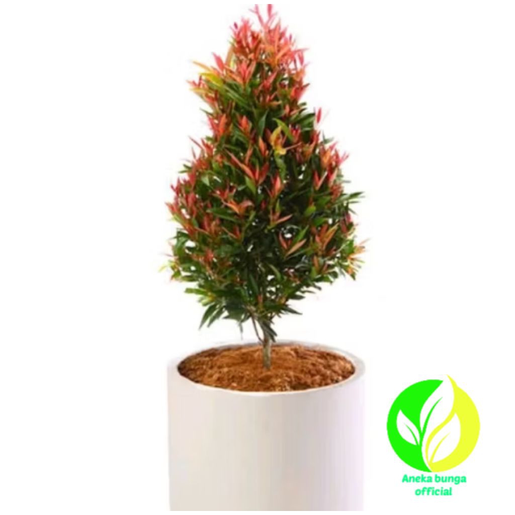 POHON PUCUK MERAH TINGGI ±50CM SUDAH RIMBUN / TANAMAN HIAS PUCUK MERAH