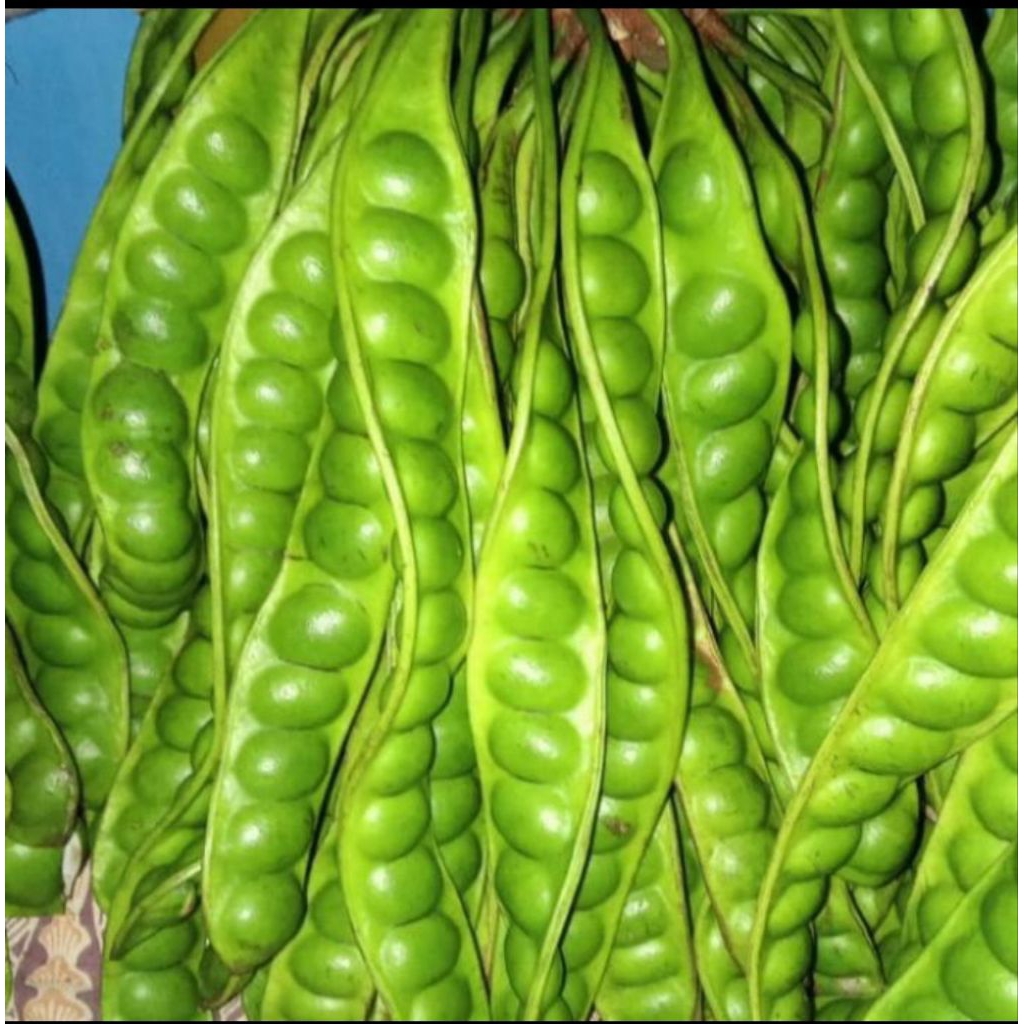 

petai segar organik buah segar