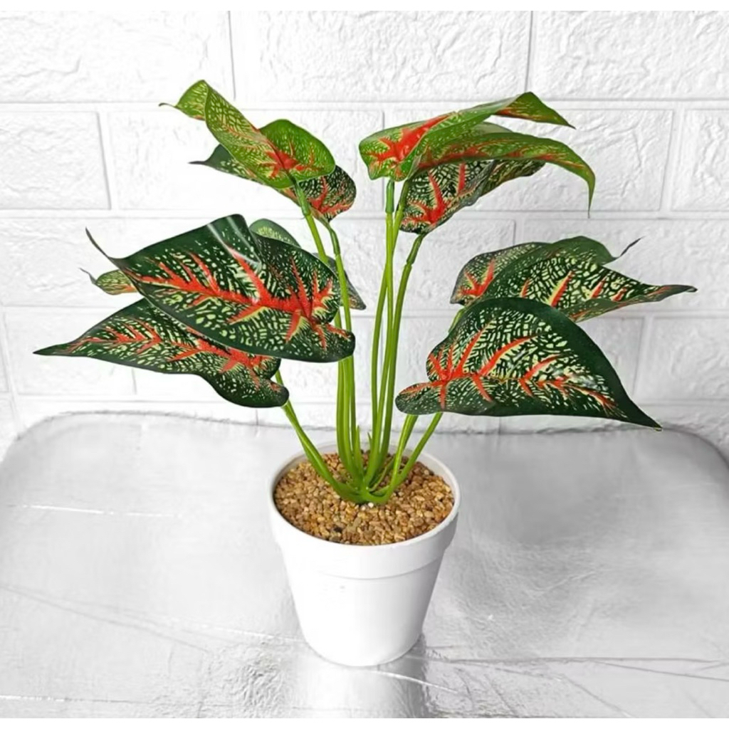 TANAMAN PLASTIK INDOOR AGLONEMA VARIASI DAUN JUMBO