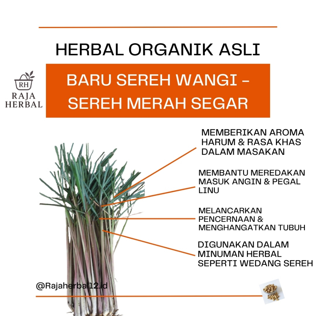 

Sereh Wangi Segar 500 Gram Serai Merah Lanang Herbal Berkhasiat