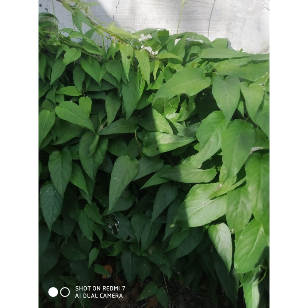 

daun sembuan segar atau daun kentut 250g