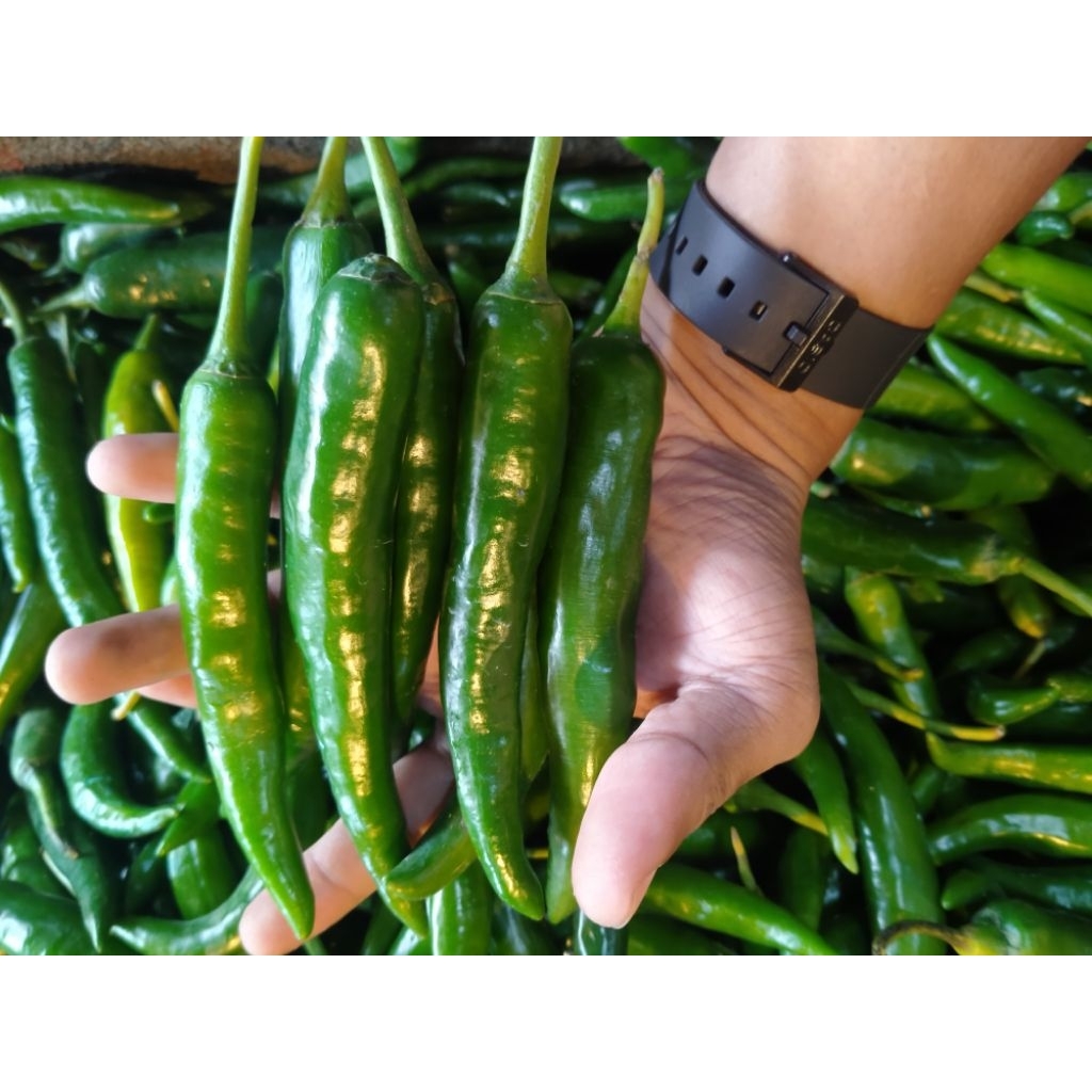 

cabe hijau cabe ijo besar fresh 1 kg murah