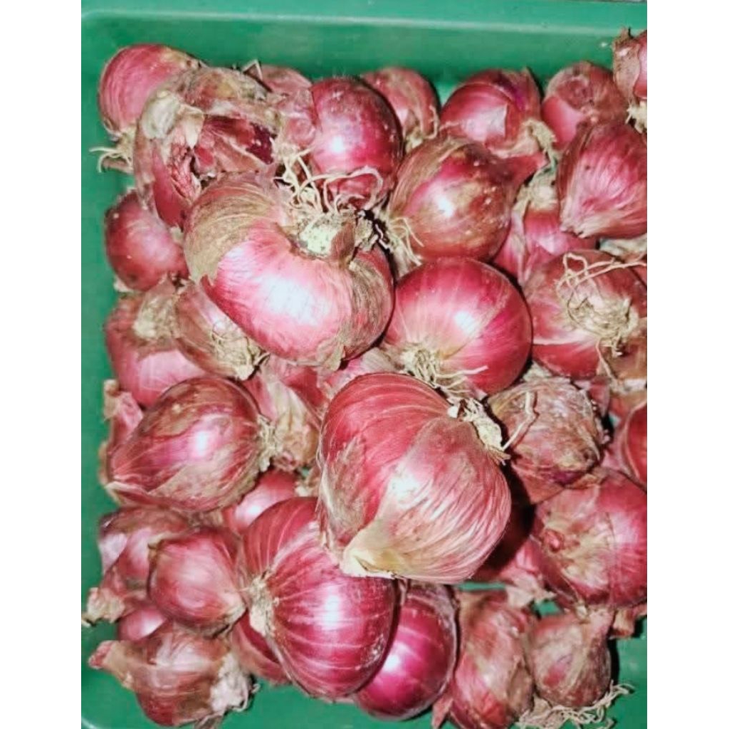 

bawang merah besar 1