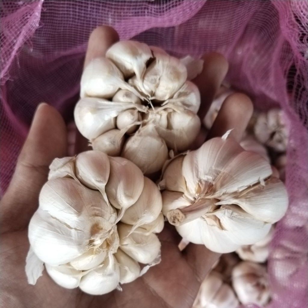 

bawang putih bersih super