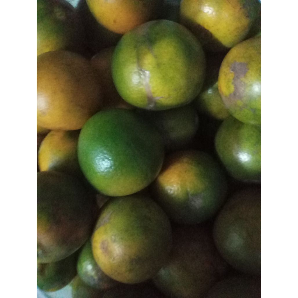 

Buah Jeruk Siyem Siam Siem segar kilogram