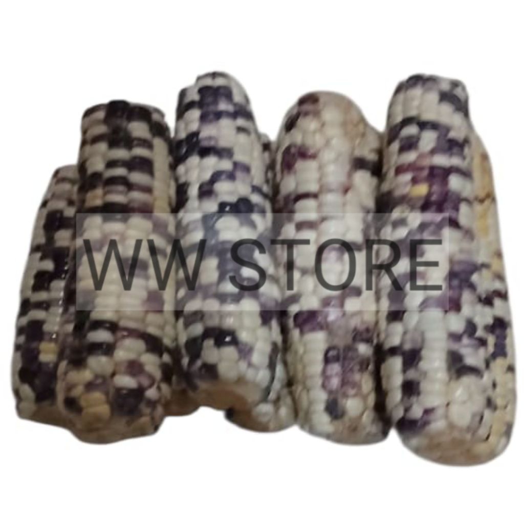 

Jagung pulut ketan putih ungu warna warni segar 1kg