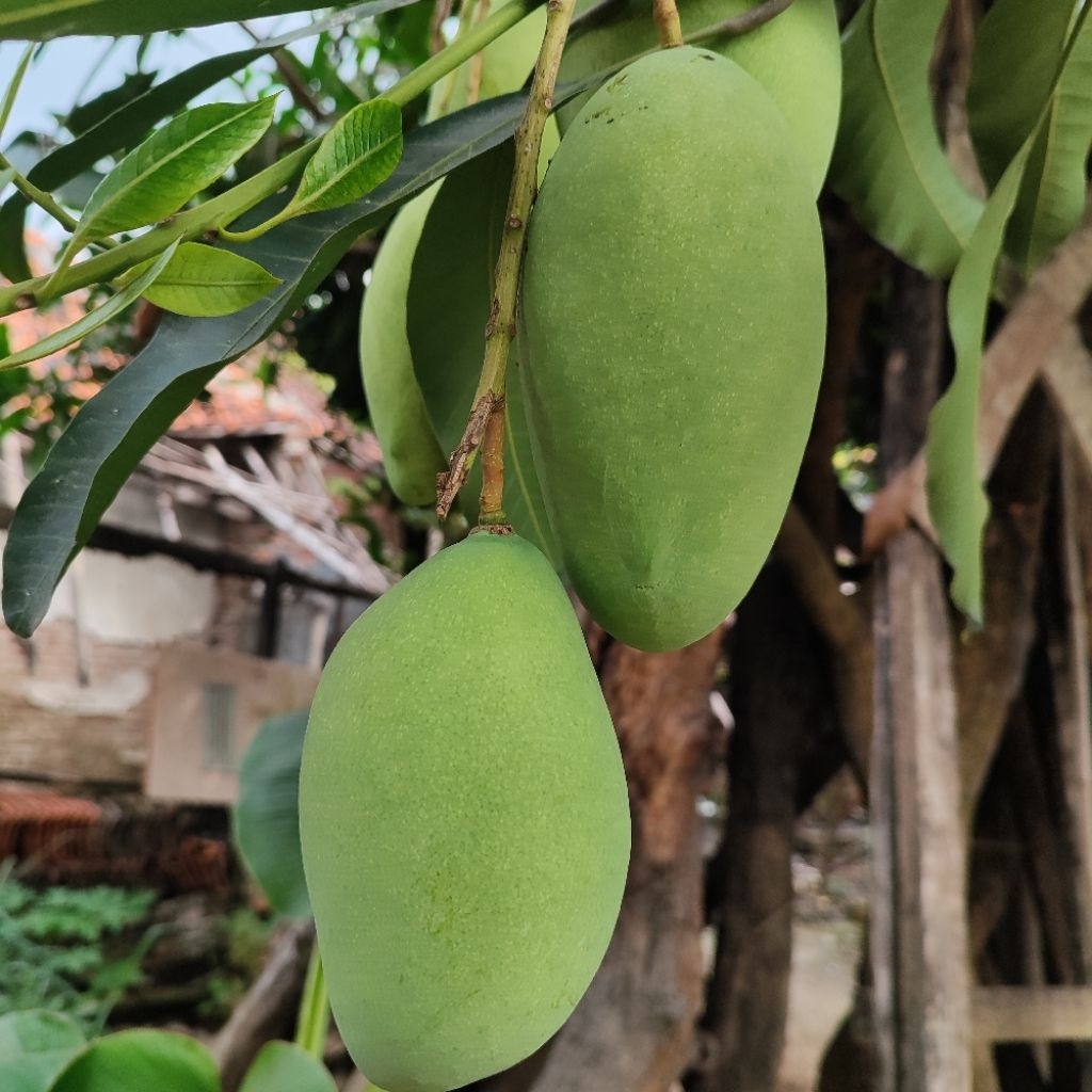

mangga muda 1 kg FRESH BARU PETIK khusus untuk rujak langsung panen dari petani buat rujak kriuk 1kg