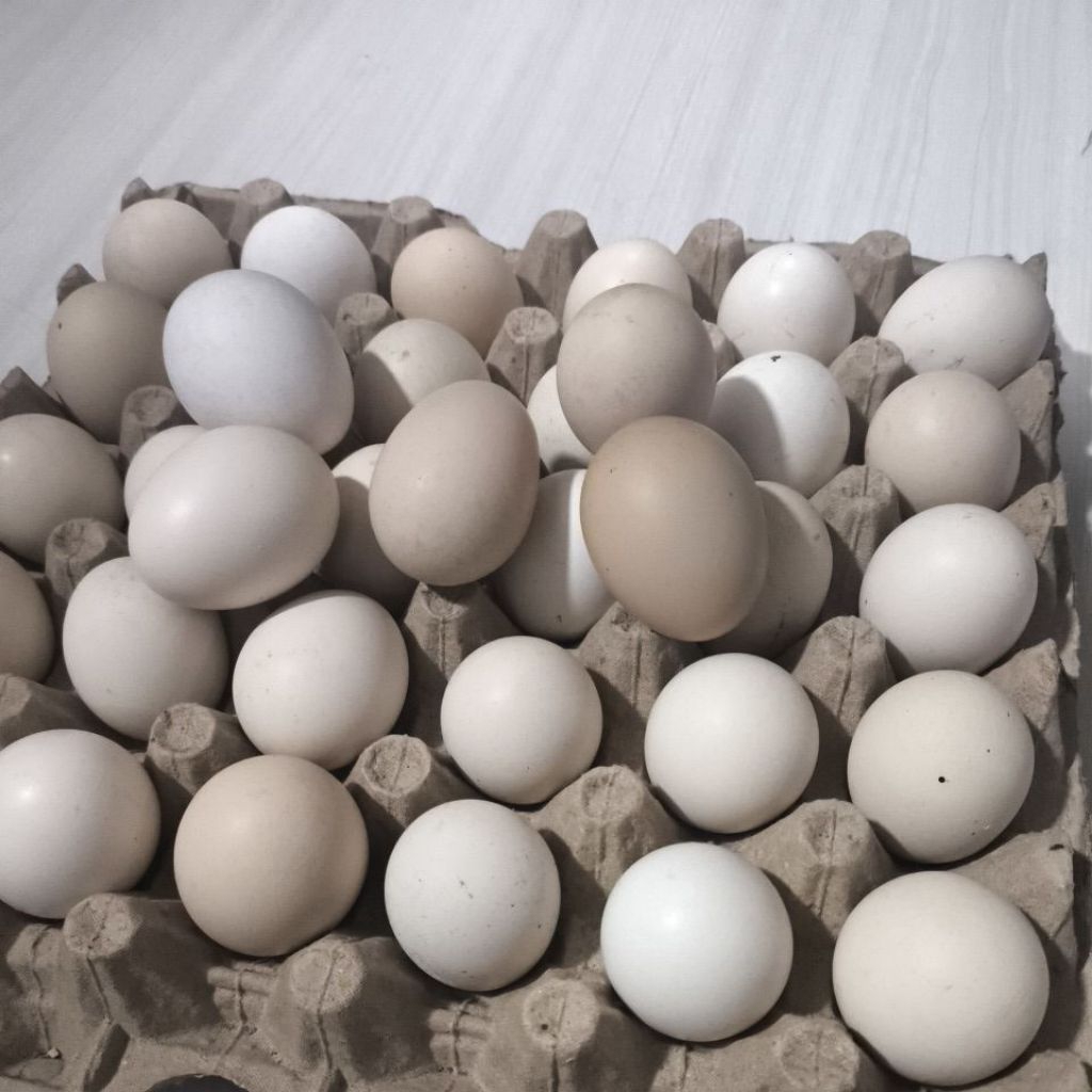 

Telur ayam arab per butir
