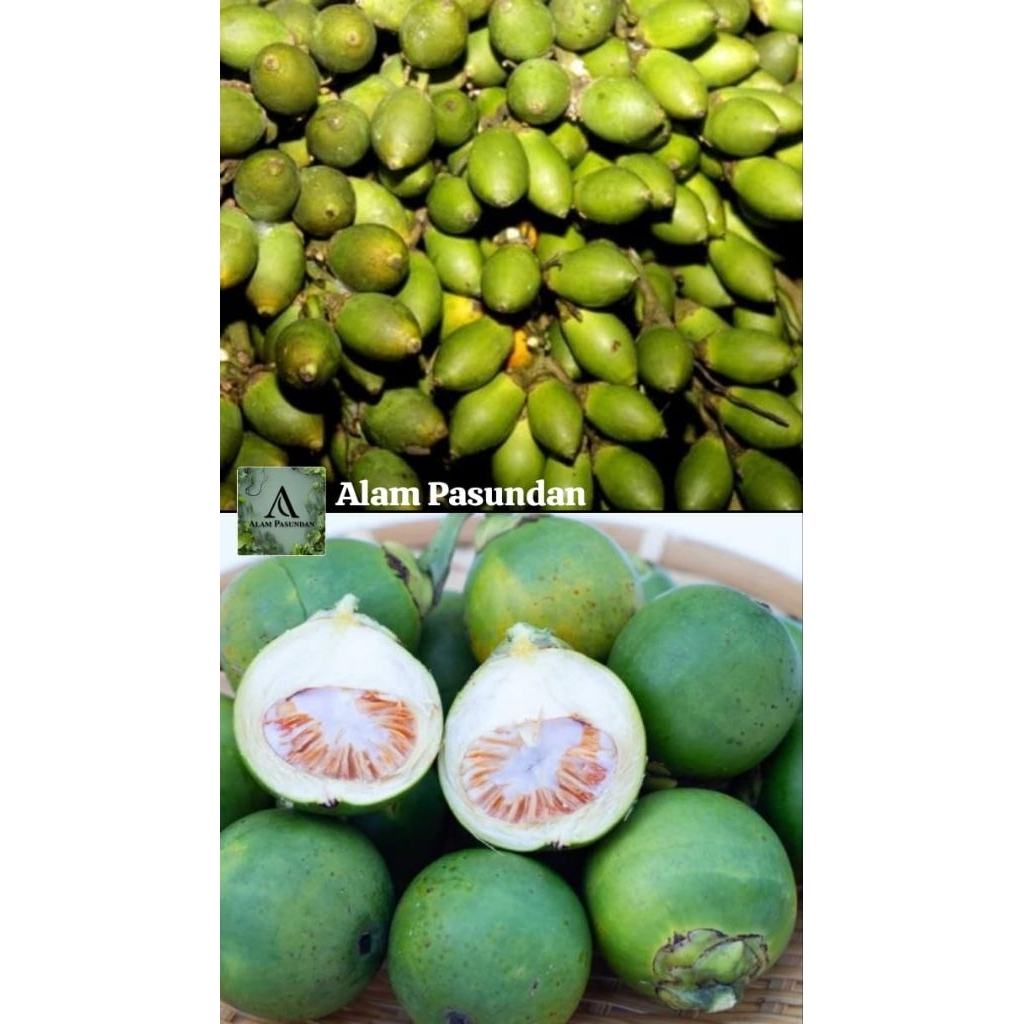 

Buah Pinang mentah/muda buah jambe 500gr/1kg fresh