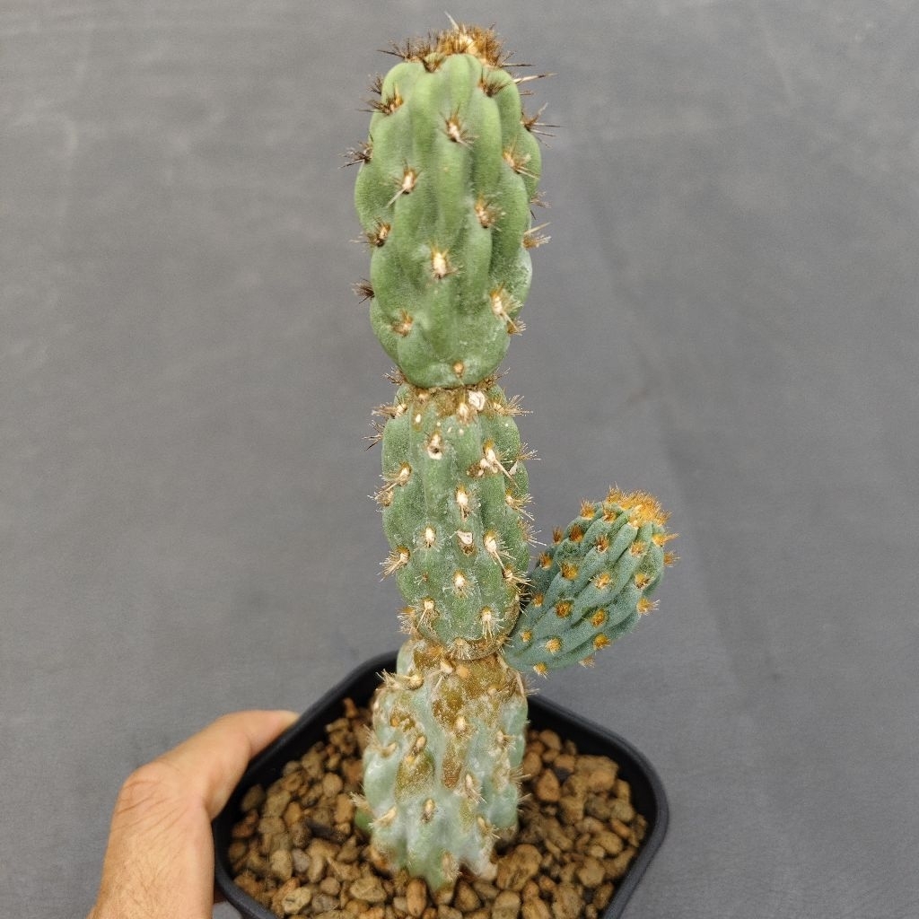 Tanaman Kaktus Opuntia miquelii warna biru