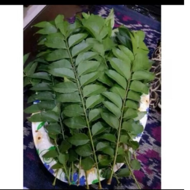 

jual daun kari segar per 10 tangkai