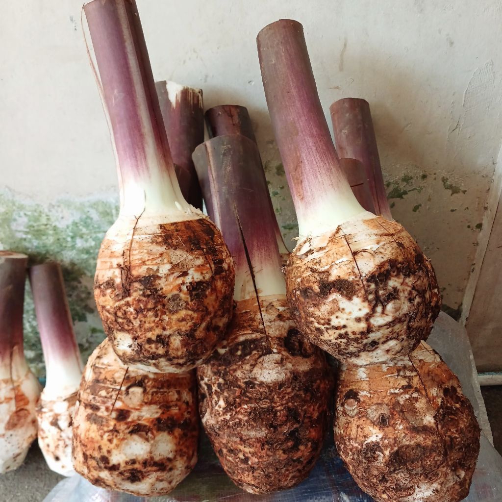 

Talas Bentul Super Premium Super Pulen Asli Bogor Berat 1,5 kg sama 2kg